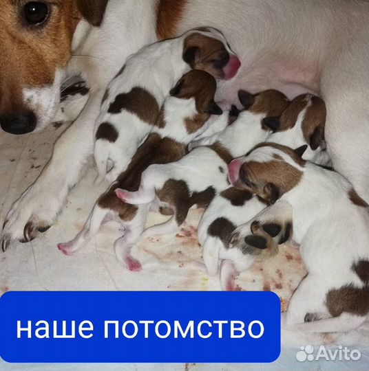 Вязка Джек Рассел терьер