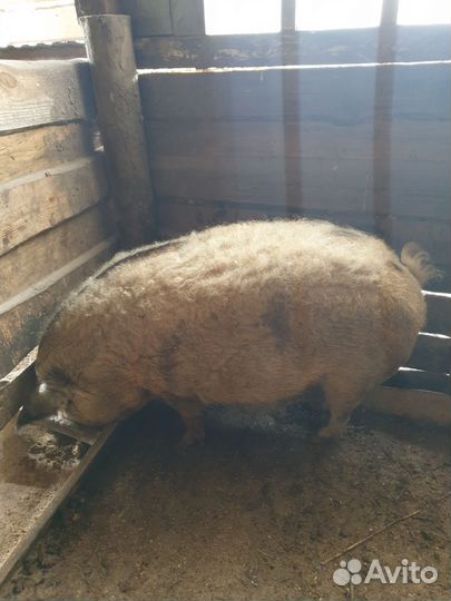 Поросята породы дюрок