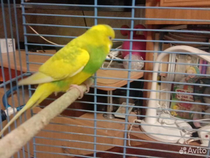 Волнистый попугай с клеткой