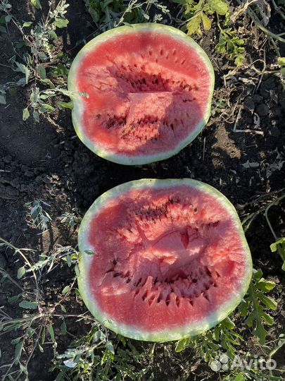 Арбуз оптом с поля