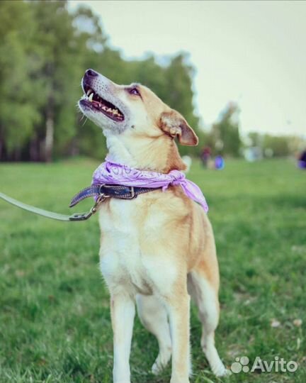 Собачка Шейла ищет дом