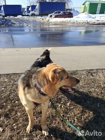 Собака в добрые руки