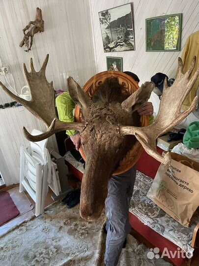 Чучело головы лося