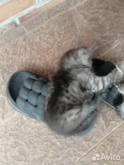 Котята девочка