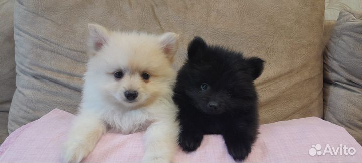 Щенки шпиц померанец