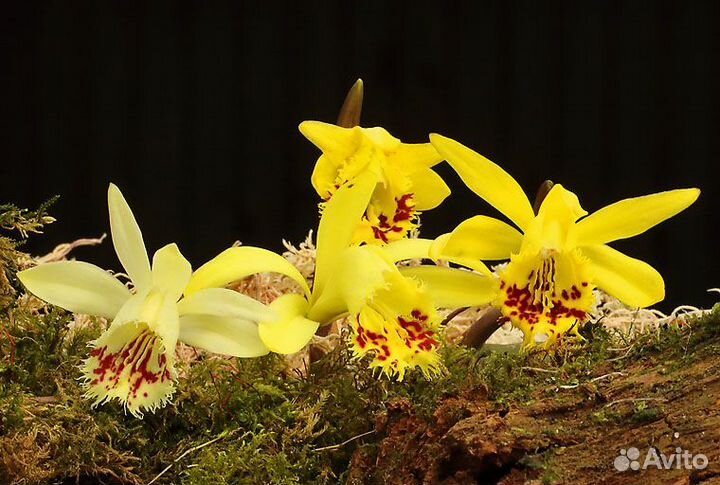 Орхидеи для сада и дома-плейоне