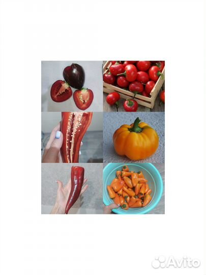 Семена сладкого перца