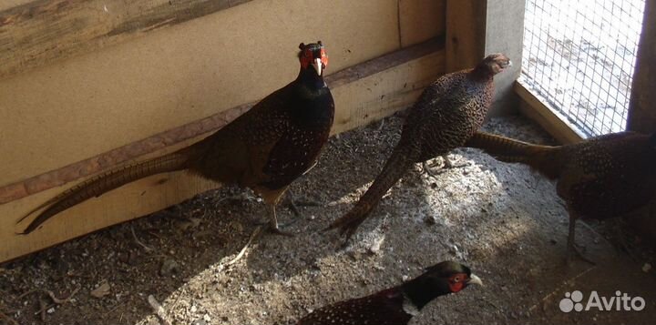 Продам семьи фазанов