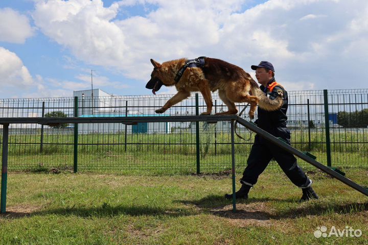 Услуги кинолога