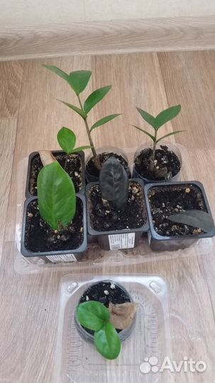 Замиокулькасы разные, цена за все