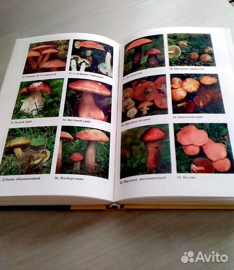 Грибы. Сбор. Рецепт. Кулинария. Книга о грибах и