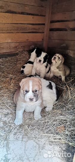 Щенки алабая