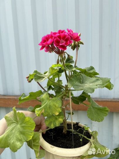 Пеларгония герань разная