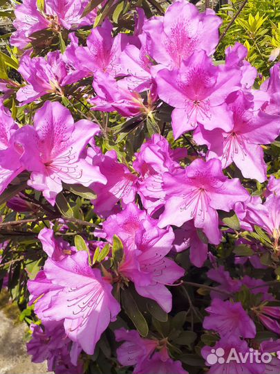 Азалия два вида