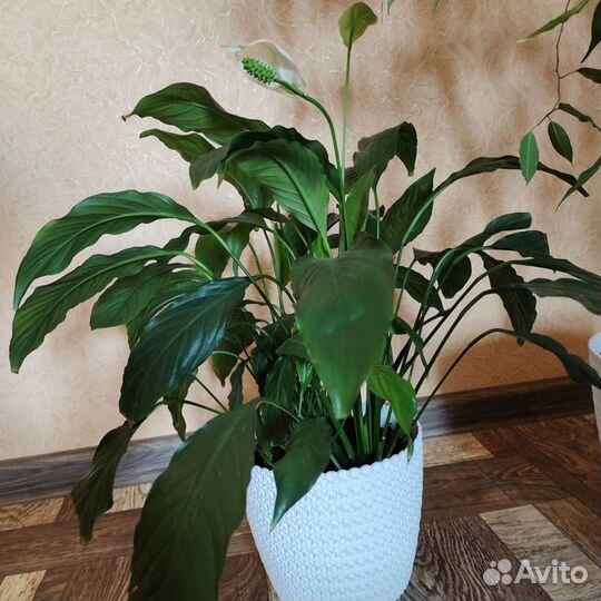 Спатифиллум