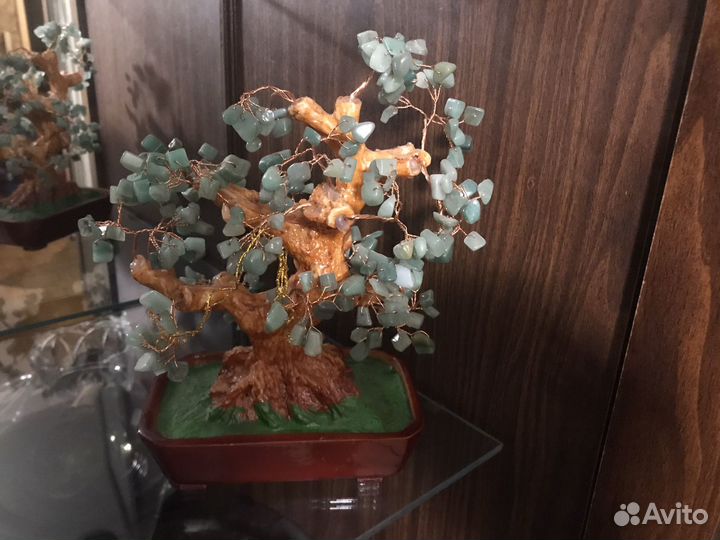 Денежное дерево