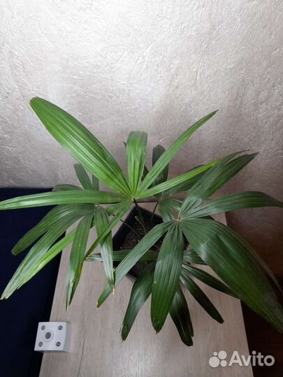 Пальма трахикарпус