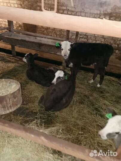 Телята бычки