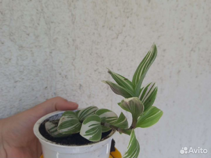 Традесканция