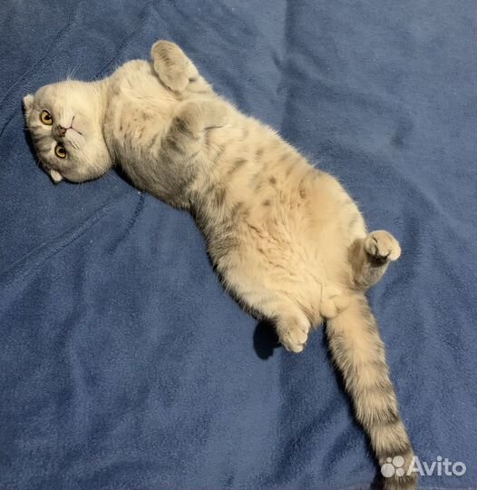 Шотландский кот на вязку