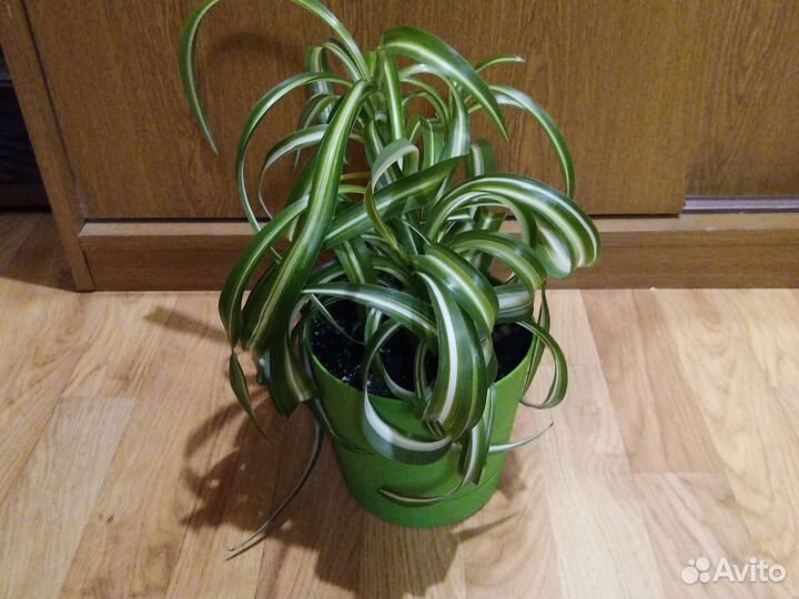 Хлорофитум Бонни (кудрявый)
