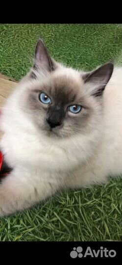 Невский маскарадный кот вязка