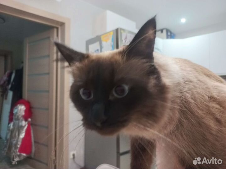 Ищем кота. Вязка