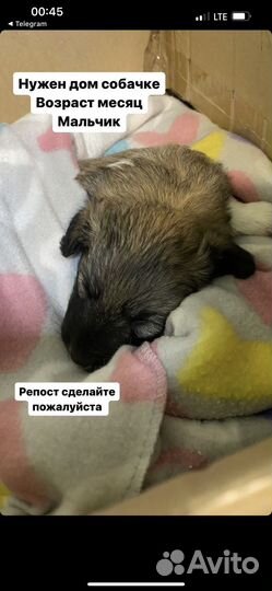 Щенок в добрые руки