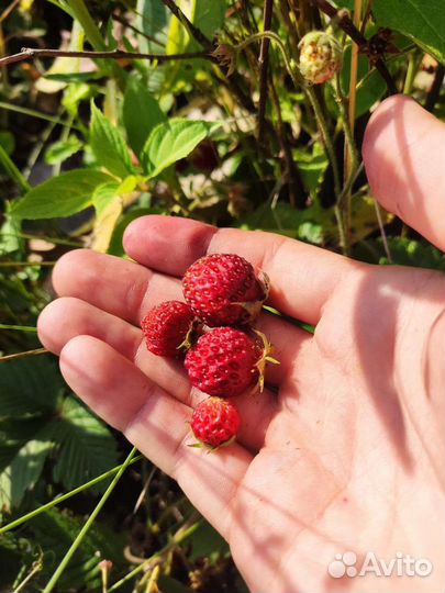 Клубника полевая