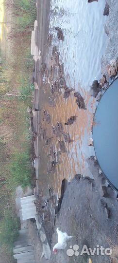 Подсадные утки