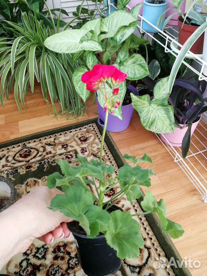 Пеларгония (Герань)