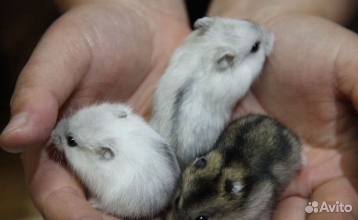 Джунгарские хомячки и цветные мышки