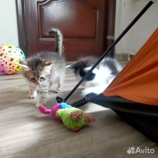 Котятки шустрые