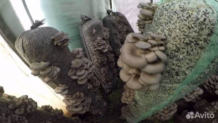 Порадуй себя полезными