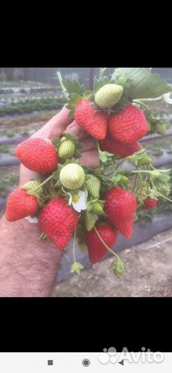 Клубника ремонтантная murano