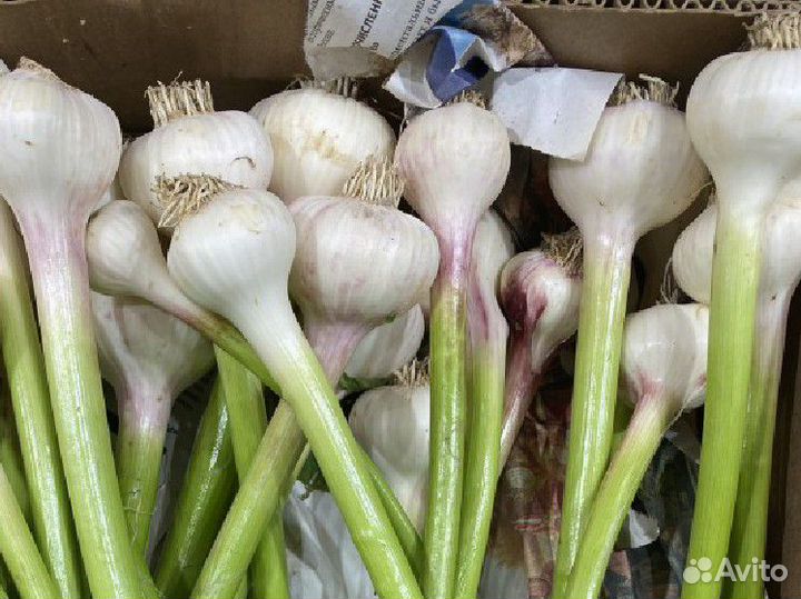 Чеснок молодой домашний