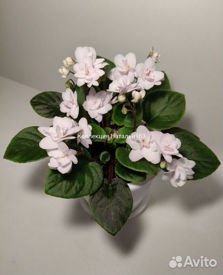 Фиалки трейлеры