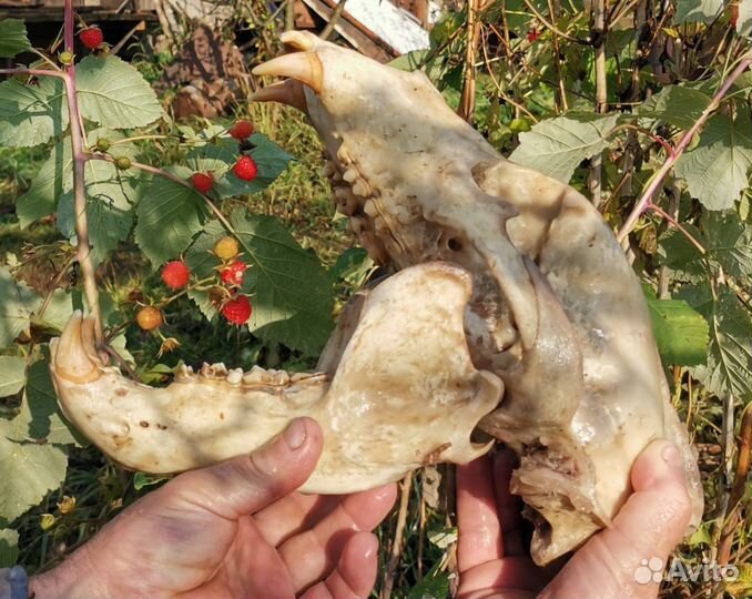 Череп медведя(имитация)