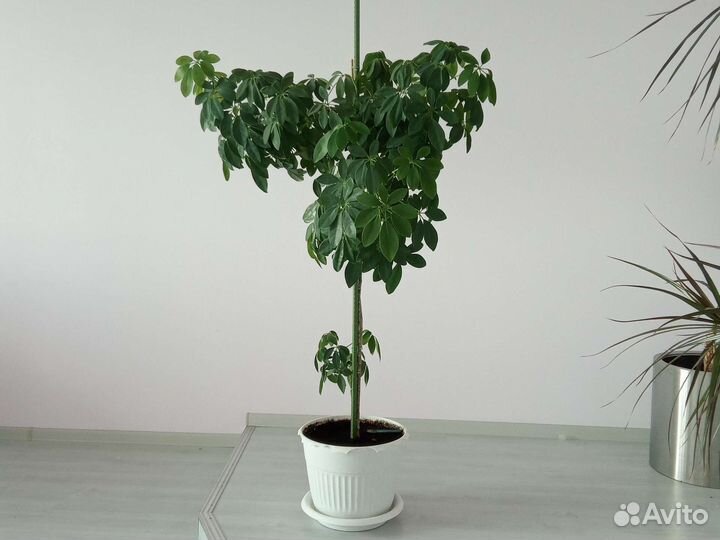 Растение декоративное Шеффлера Колоновидная