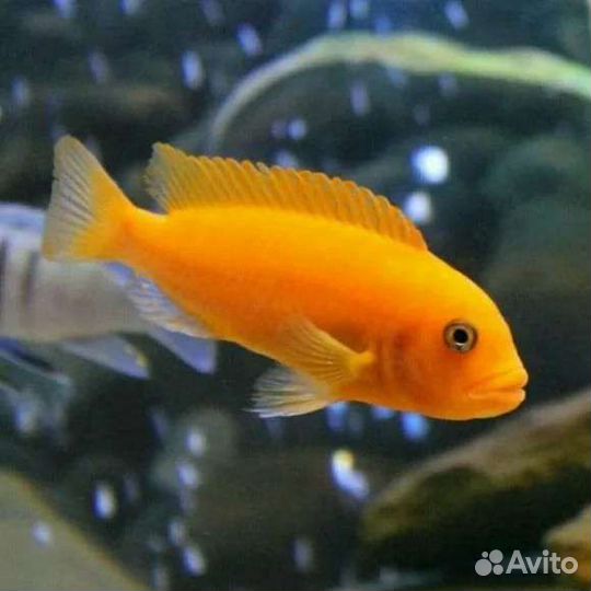 Продам цихлид