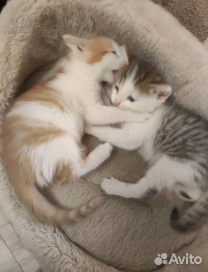Котята в добрые руки бесплатно