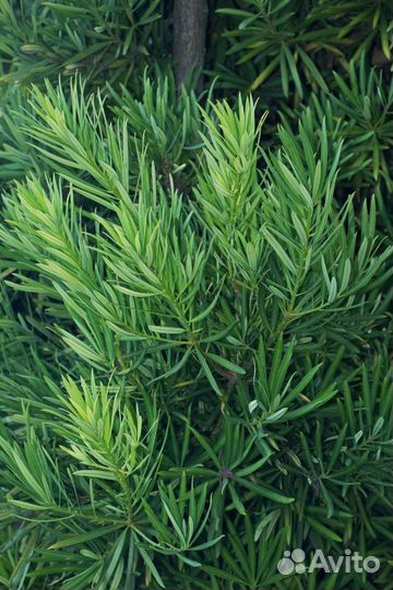 Ногоплодник крупнолистный (Подокарпус), семена