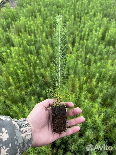 Сосна зкс окс сеянцы Ель Лиственница Голуб Горная