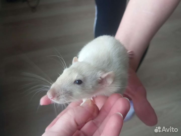 Крысы дамбо мальчики