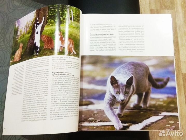 Энциклопедия Кошки