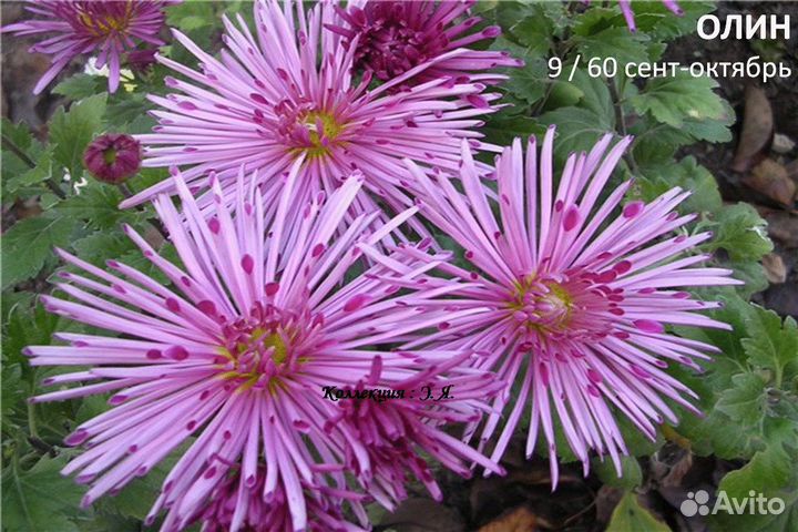 Хризантемы садовые, 8 кв. Доставка. Почтой