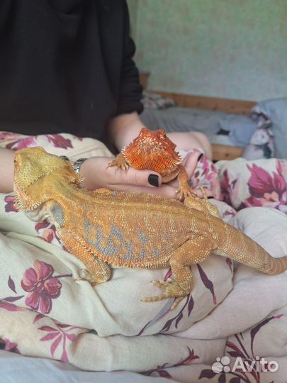 Бородатая агама самец