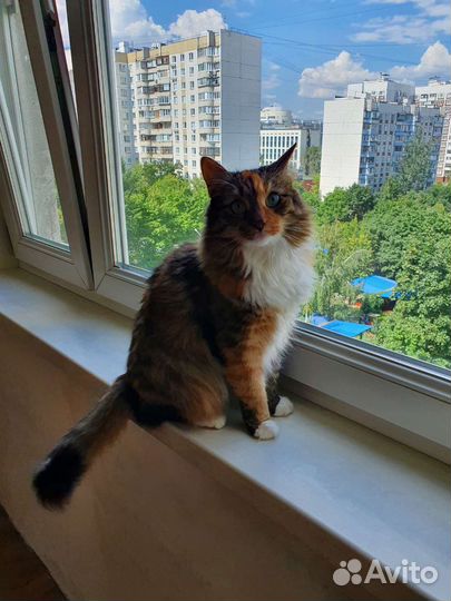 Кошка в добрые руки бесплатно