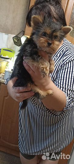 Малыши крепыши