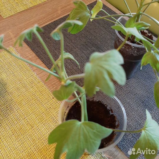 Герань сортовая звезчатая